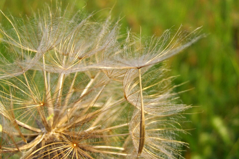 Summer meadow meadow salsify
