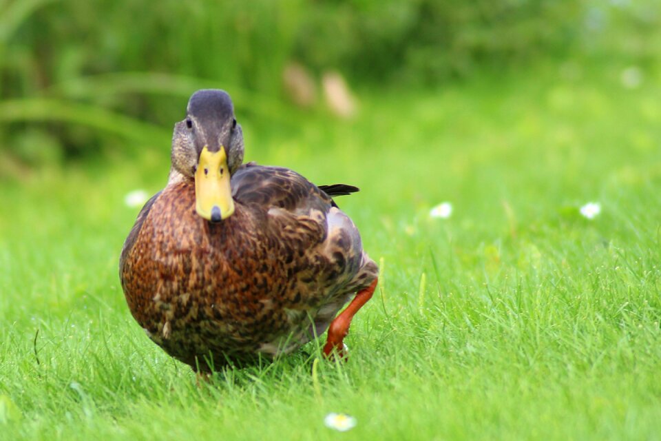 Duck spring meadow water bird