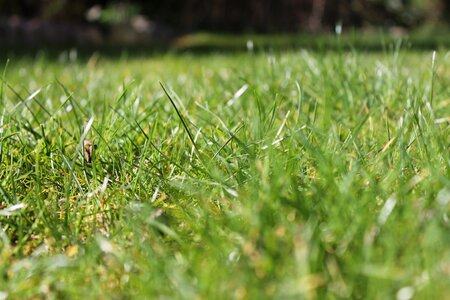 Nature meadow grasses photo