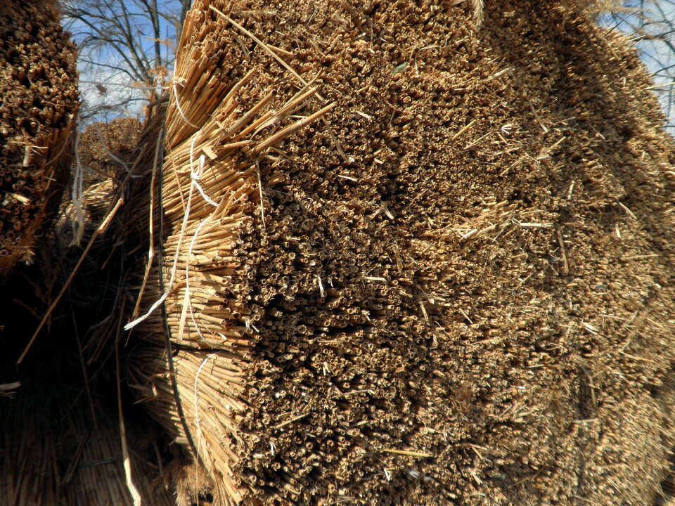 Nature dry golden brown