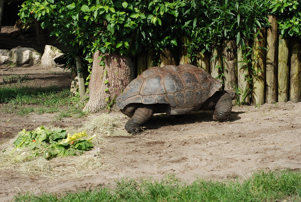 Reptile animal wildlife