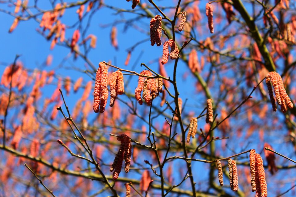 Nature sky branches