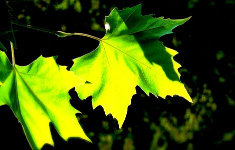 Green autumn autumn leaf photo