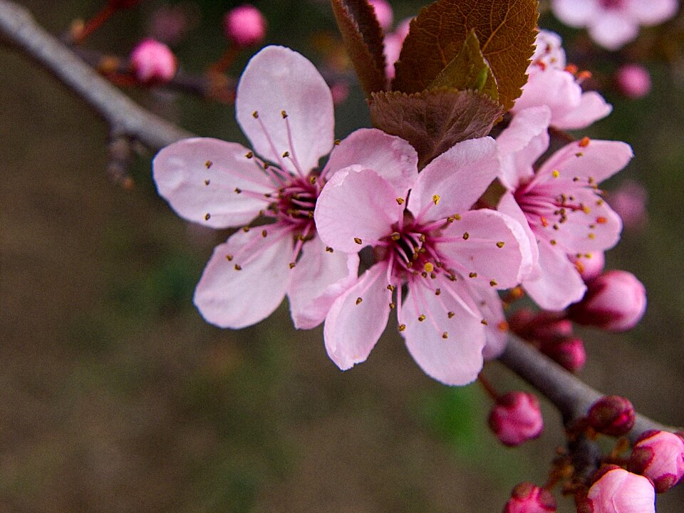 Pink flower vernal sakura