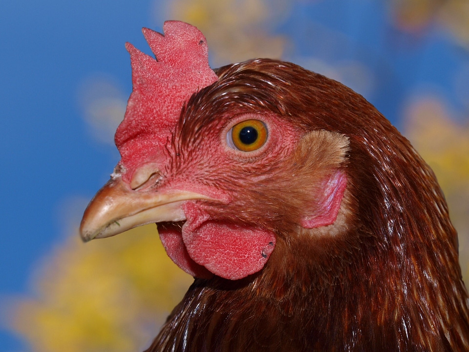 Farm animals bird fly