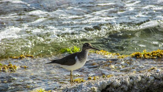 Migratory nature wild