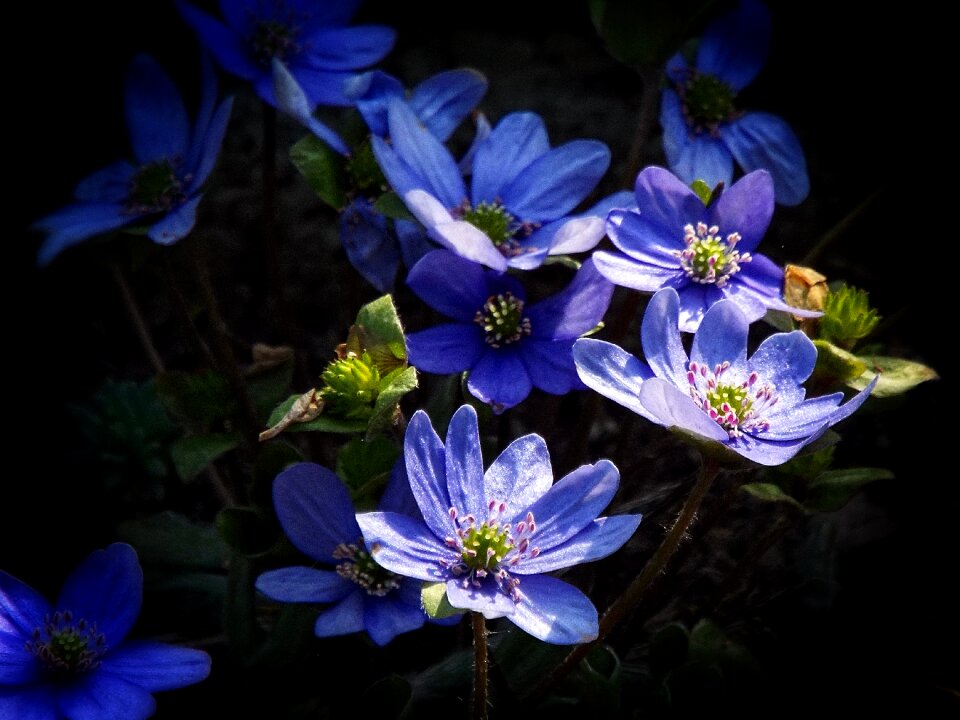 Flower garden nature