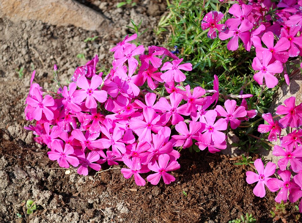 Flower blooms closeup