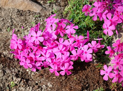 Flower blooms closeup
