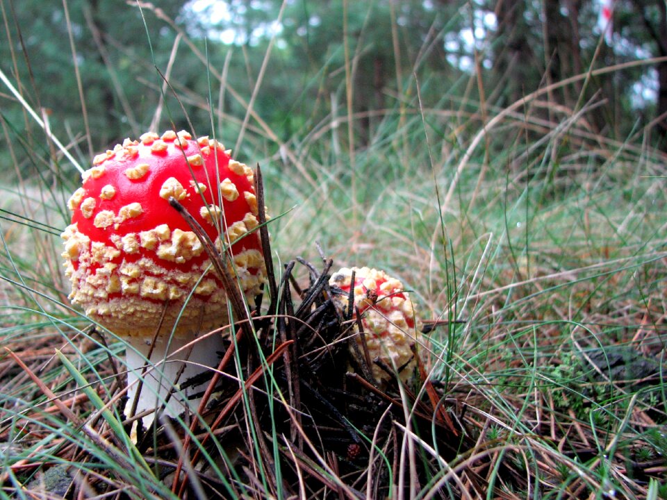 Forest polyana forest litter