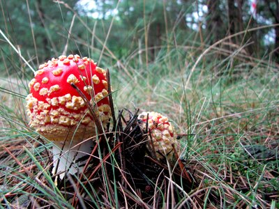Forest polyana forest litter