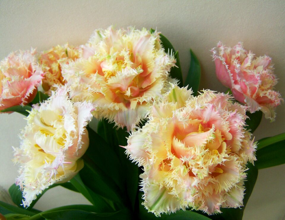 Tulip bouquet cut flower spring flower