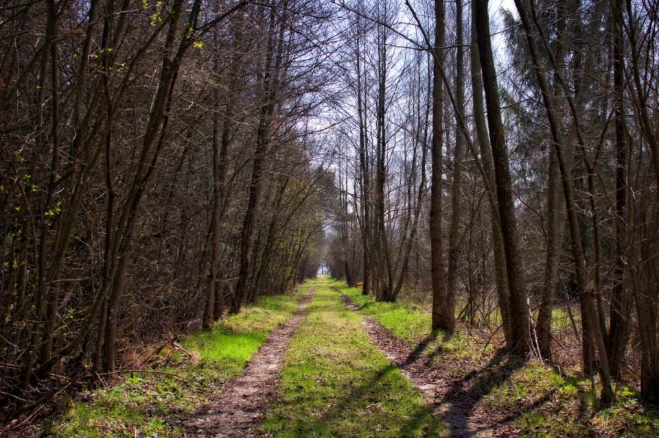 Forest path trail just