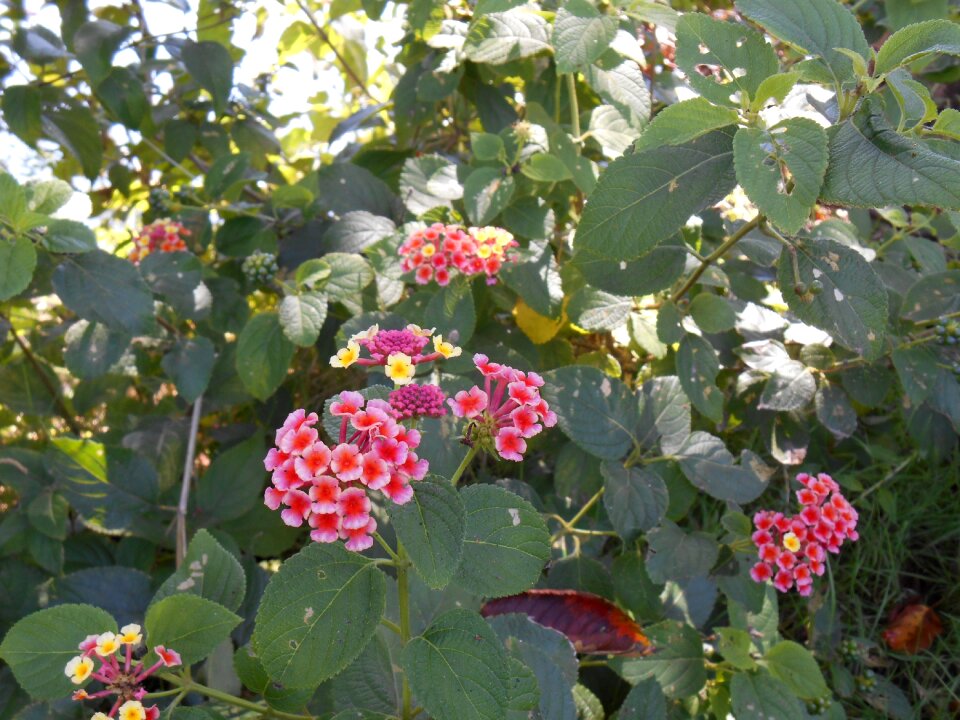 Shichihenge flowers plant