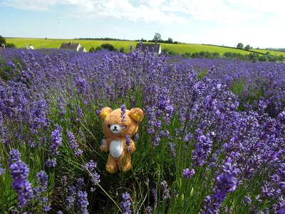 England uk lavender