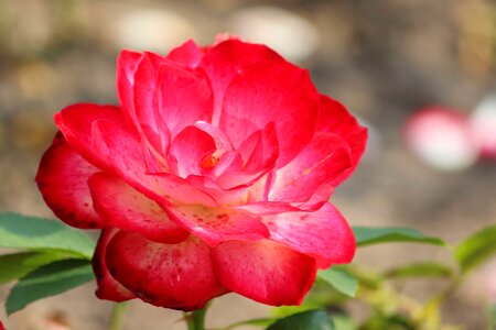 Blossom bloom flower