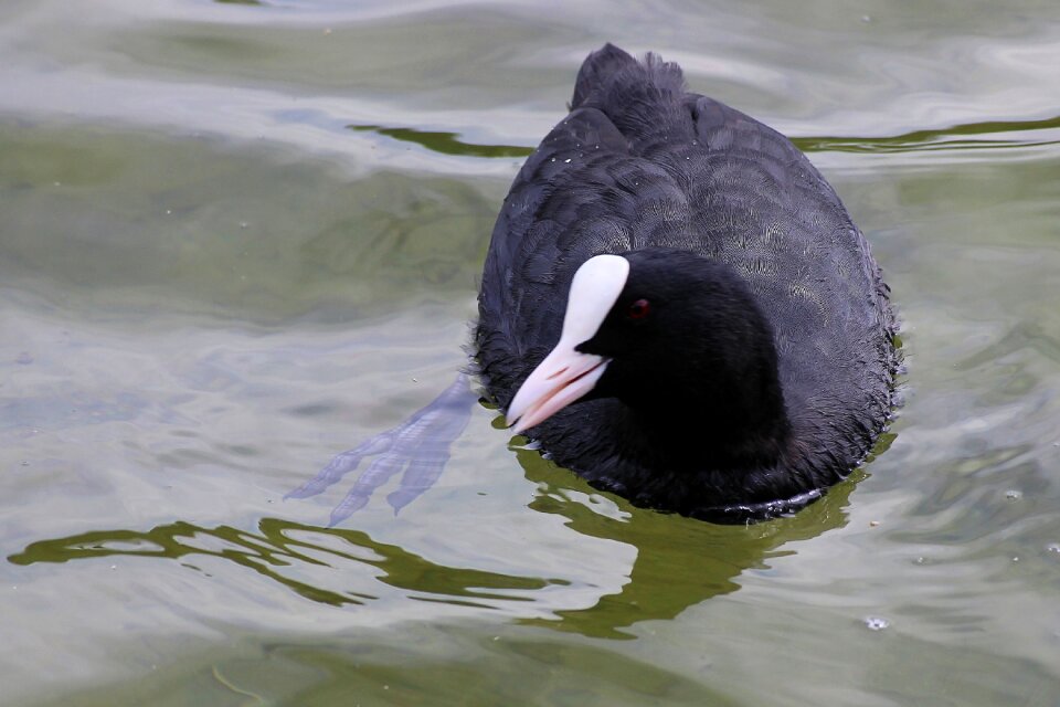 Water water bird bird