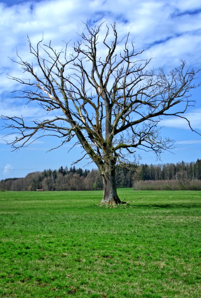 Crown bare tree branches