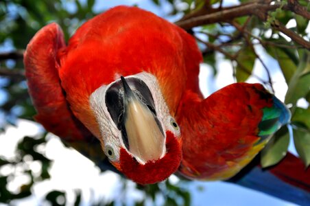 Red colors beak photo