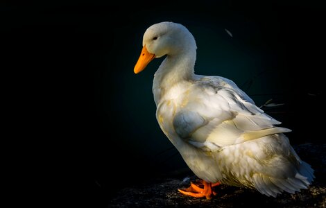 Green ankara goose