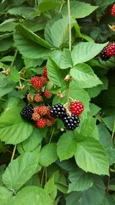 Berry food fresh