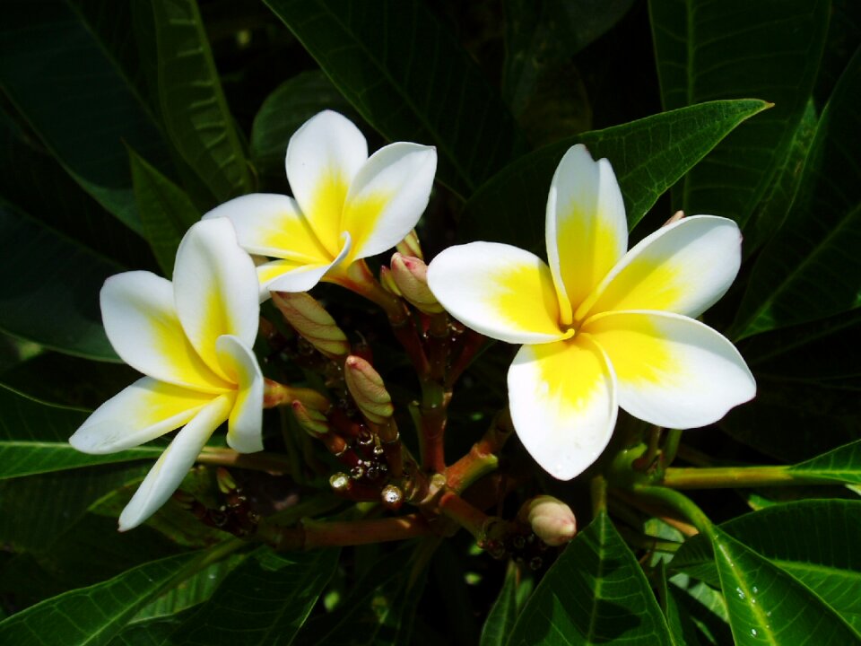 Tropical frangipani