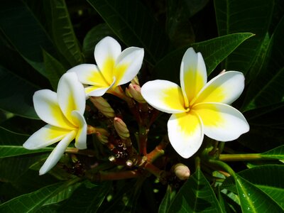 Tropical frangipani photo