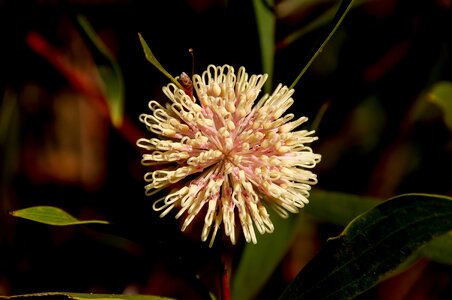 Australian native spherical