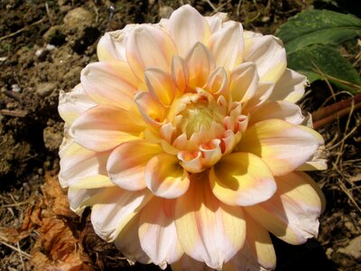 Dahlia summer
