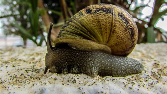 Slow gastropod crawling