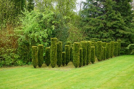 Garden size bushes carved