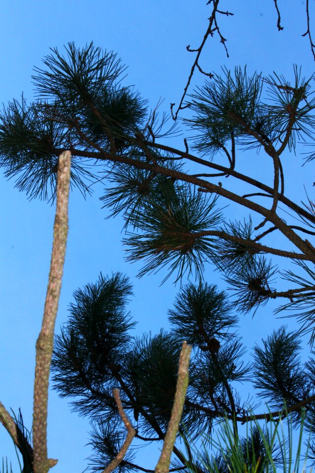 Fir tree branches aesthetic