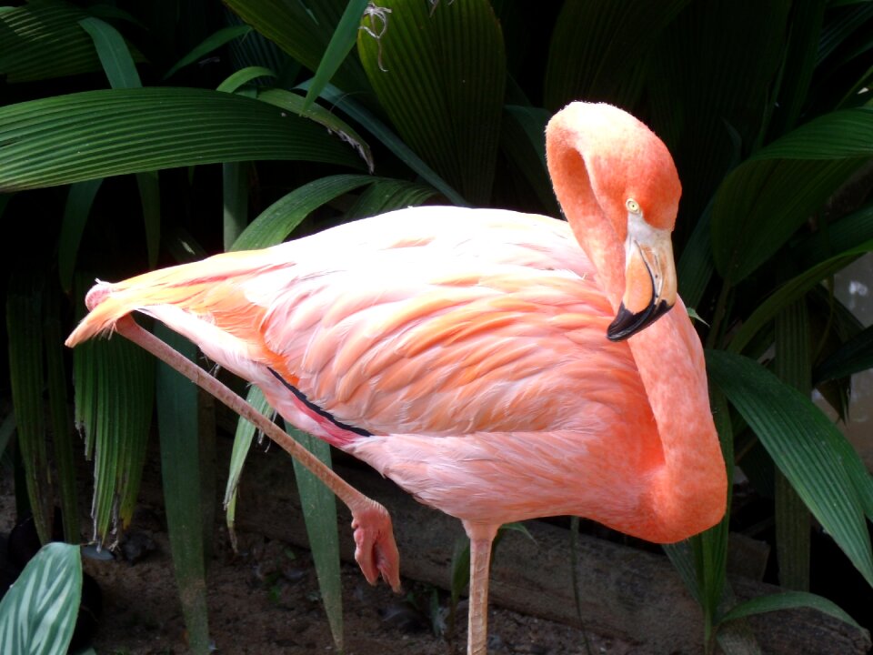Flamingo rosa zoo