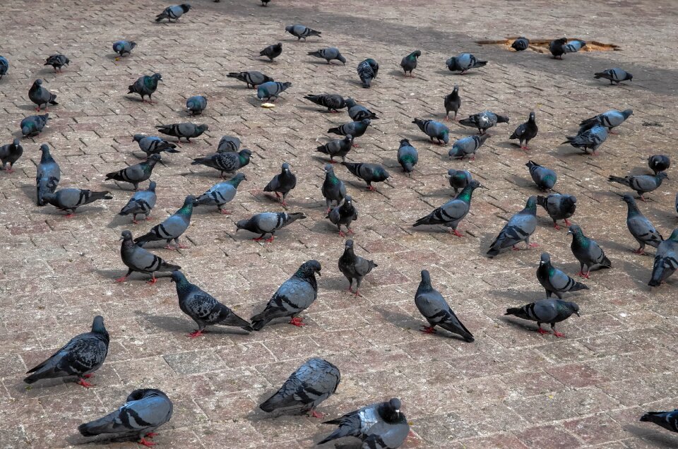 Nepal bird hinduism
