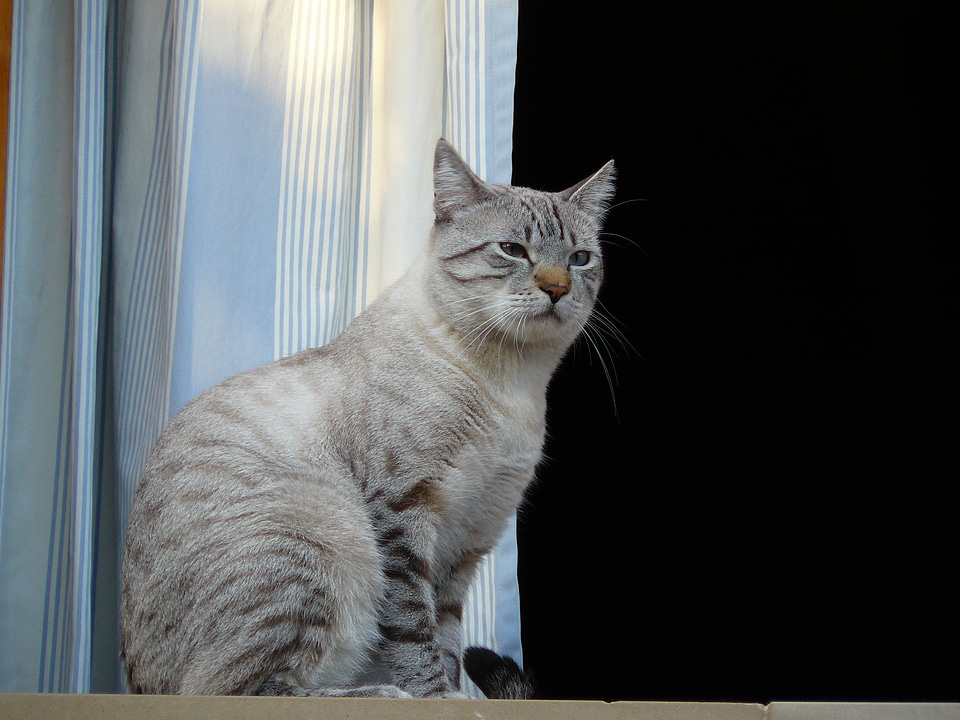 Tiger cat pet cat face