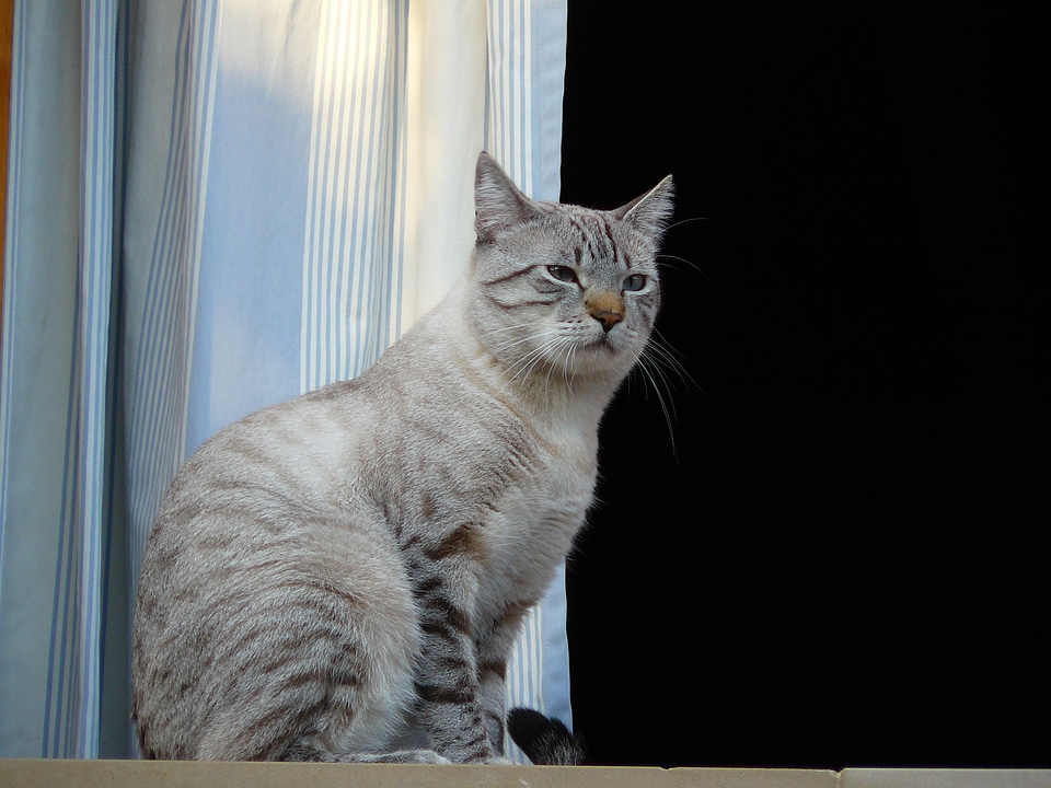 Tiger cat pet cat face photo