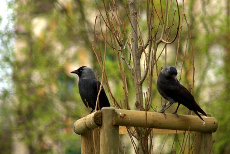 Nature fauna street