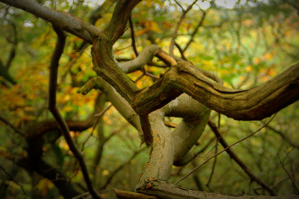 Tree branch tree branches leaf photo