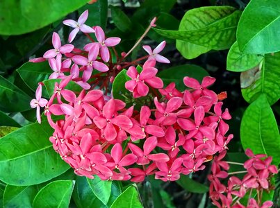 Pink tropical pompom