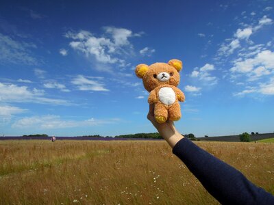 Summer bear hand