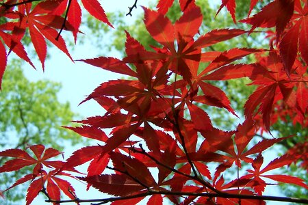 Red leaves maple autumn