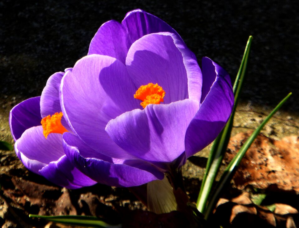 Early bloomer spring crocus close up photo