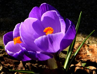 Early bloomer spring crocus close up photo