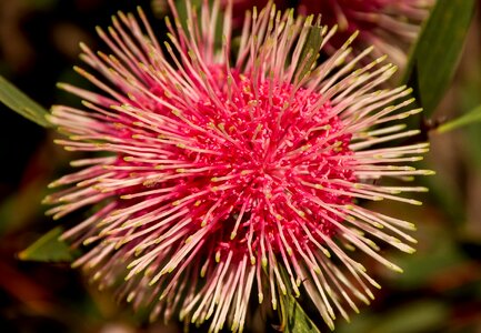 Australian native spherical