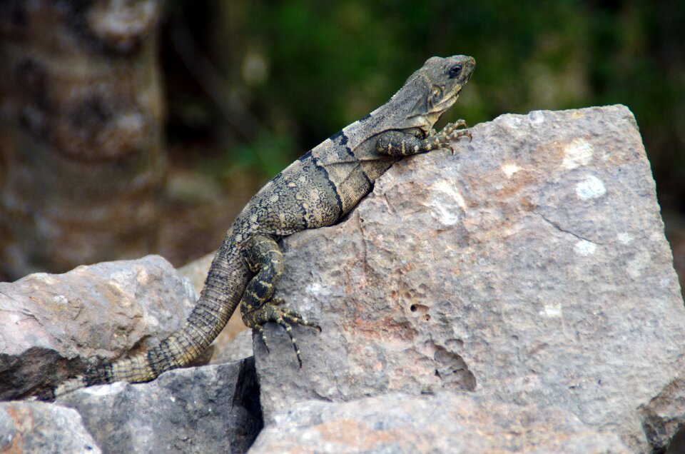 Dinosaur mimicry oviparous
