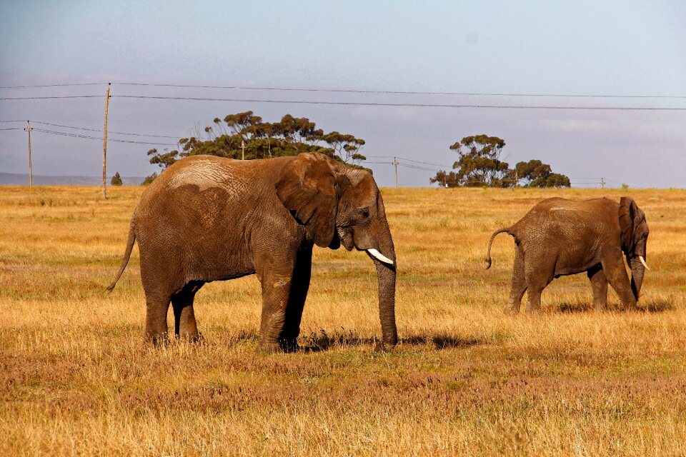 African bush elephant pachyderm nature