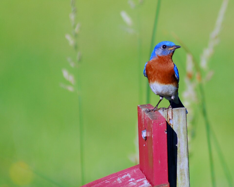 Bird birding