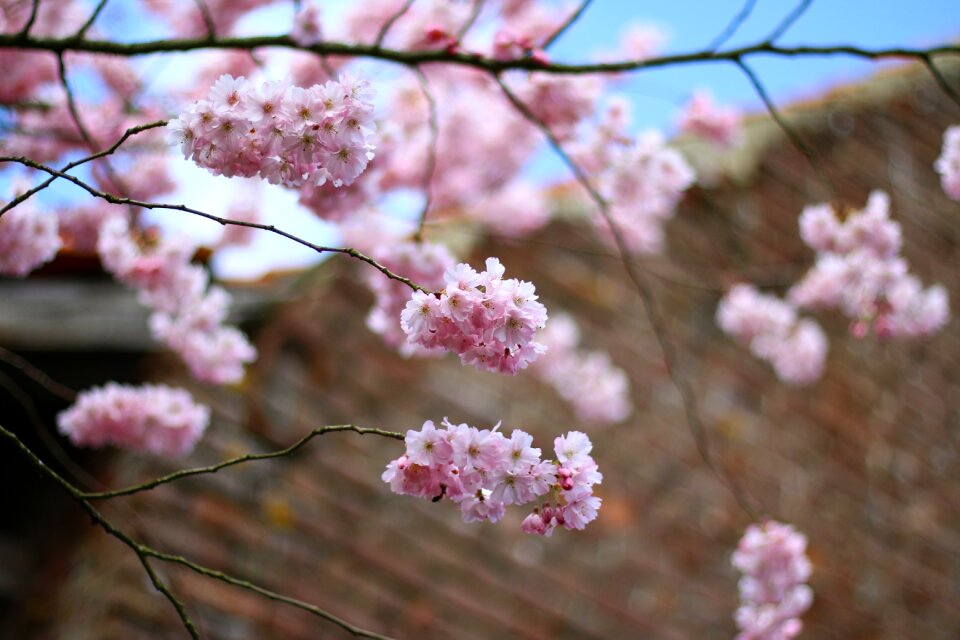 Color pink spring flowering