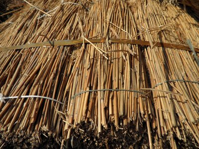 Nature dry golden brown photo