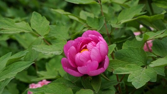 Luo yang hong peony macro